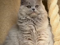 Wunderschöne Britisch Kurzhaar und Langhaar Kitten mit Stammbaum