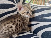 SBT Savannahkitten (F6)