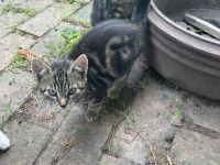 Zwei Katzenkinder abzugeben