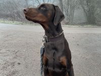 Dobermann Dino sucht sein für-immer Zuhause