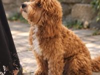 Wunderschöne Maltipoo Hündin
