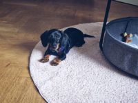 Süßer Zwergdackel sucht neues Zuhause!