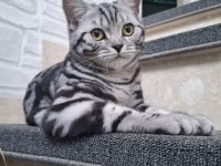 Reinrassige BKH Katze Silver Tabby Classic