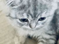 Kuschelwuschel BKH Kitten