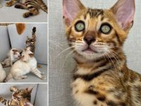 ❤️ Wunderschöne Bengal Kitten – Snow & Brown – liebevoll in der Familie aufgewachsen 🐆