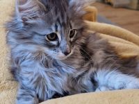Norwegisches Waldkatzenkitten sucht liebevolles Zuhause
