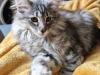 Norwegisches Waldkatzenkitten sucht liebevolles Zuhause