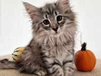 Norwegisches Waldkatzenkitten sucht liebevolles Zuhause