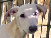 Nala - wer nimmt sich einer wundervollen, dankbaren Hündin an? 7M, 53cm