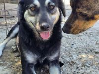 Nina sucht ihr Für-immer-Zuhause