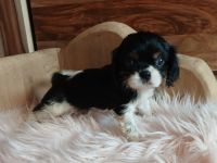 Cavalier King Charles Spaniel Welpen