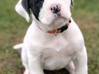 Boxer-Staff-Welpen