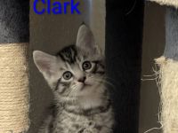 Main Coon Mix Kitten