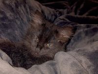 Katzen baby