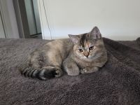 Außergewöhnliche BKH-Schönheit Cleo (Spotted Tortie) sucht ihr Traumzuhaus!