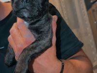 Hündin Französische Bulldogge