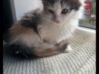 2 Maincoon kitten