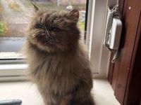 Perserkatze sucht Schmusehöhle