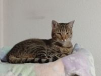 2 BKH Kater Brüder Idefix & Benchy sind 1 Jahr & 6 Monate alt sie suchen ein liebes volles warmes Zu