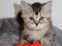 Britische kurzhaar kitten