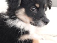 Ivy sucht ein flauschiges Sofa in einem liebevollen Zuhause