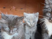 6 süße Maine Coon Mischlingskatzen suchen ein neues Zuhause