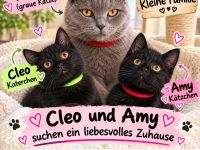 Bkh Maine coon geimpft und Abgabebereit