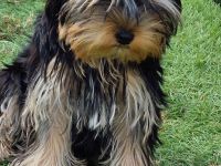 Yorkshire Terrier