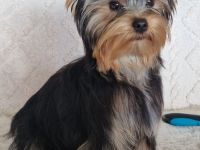 Yorkshire Terrier