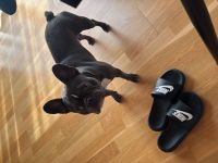 Französische Bulldogge Rocky sucht ein liebevolles neues Zuhause