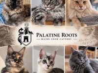 Palatine Roots