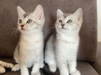 Wunderschöne BKH Kätzchen / Kitten