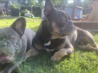 Französische Bulldogge Welpen