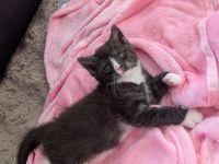 Maine Coon Mix Kitten