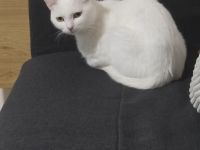 Liebe weiße Katze sucht ein neues Zuhause 🤍🐱