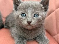 Reinrassige Russisch Blau Kitten