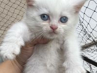 3 weiße BKH-Kitten suchen ein liebevolles Zuhause!