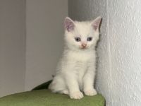 2 weiße BKH-Kitten suchen ein liebevolles Zuhause!