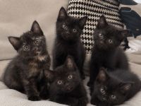 Kitten Katze Katzer EKH BLH Mix