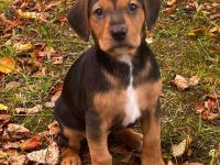 🐾 Liebevolle Beagle-Pinscher-Mix-Hündin Josy sucht ihr Zuhause ❤️