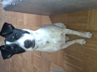Jack Russel Rüde