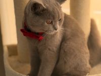 Liebevoller BKH Kater in Lilac sucht ein artgerechtes Zuhause