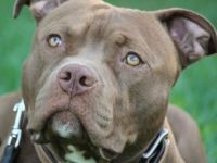 Reinrassige American staffordshire terrier Welpen zu verkaufen