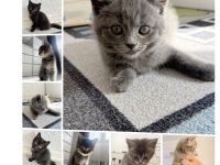 🐾 Süße BKH-Mix Kitten suchen ein liebevolles Zuhause 🐾