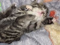 Kater, kitten, Handaufzucht