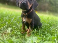 Liebevoller Beagle × Deutscher Pinscher Welpe sucht sein Zuhause
