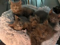 Süße Karthäuser-British Short Hair Kitten