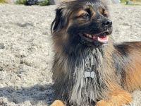 Koda – kleiner Wuschelkopf mit großem Charakter sucht erfahrene Menschen