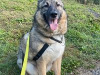 Miron - Energiebündel mit Hundeblick
