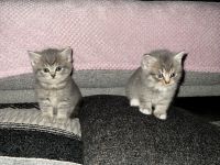 BKH kitten 15.08 geboren
